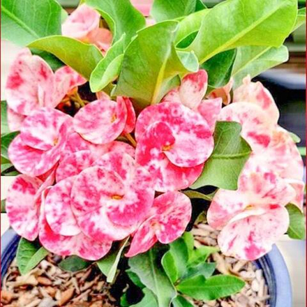 Эуфорбия Миля SANE LAIDANG