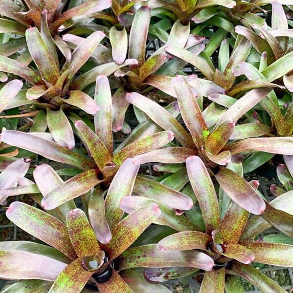 Неорегелия BLACK HOLE