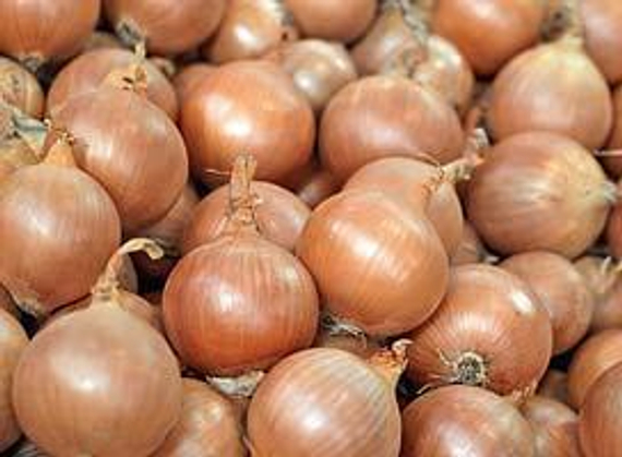 Бурса F1 семена лука репчатого (Syngenta / Сингента) – фото 2