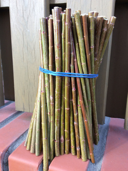 Ива виноградова (Salix Vinogradovii A.Skvorts.) Арт№ SVI