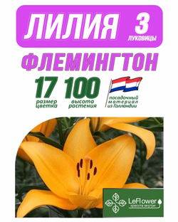 Лилия Луковица, Флемингтон, разбор 20/22, 3 шт