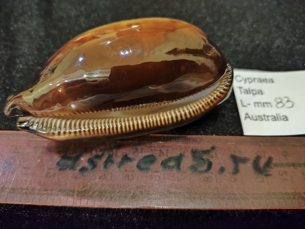 Ципрея Талпа