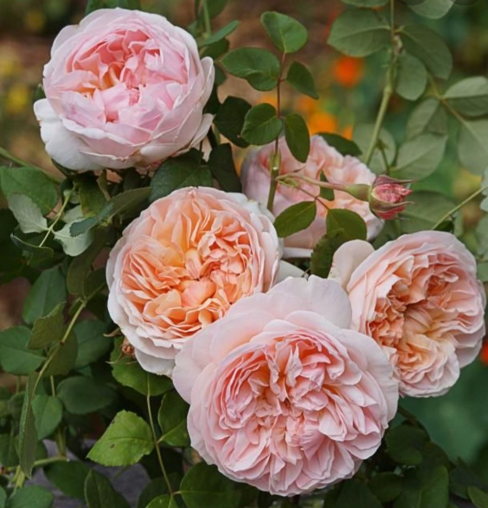 Эвелин (Evelyn)