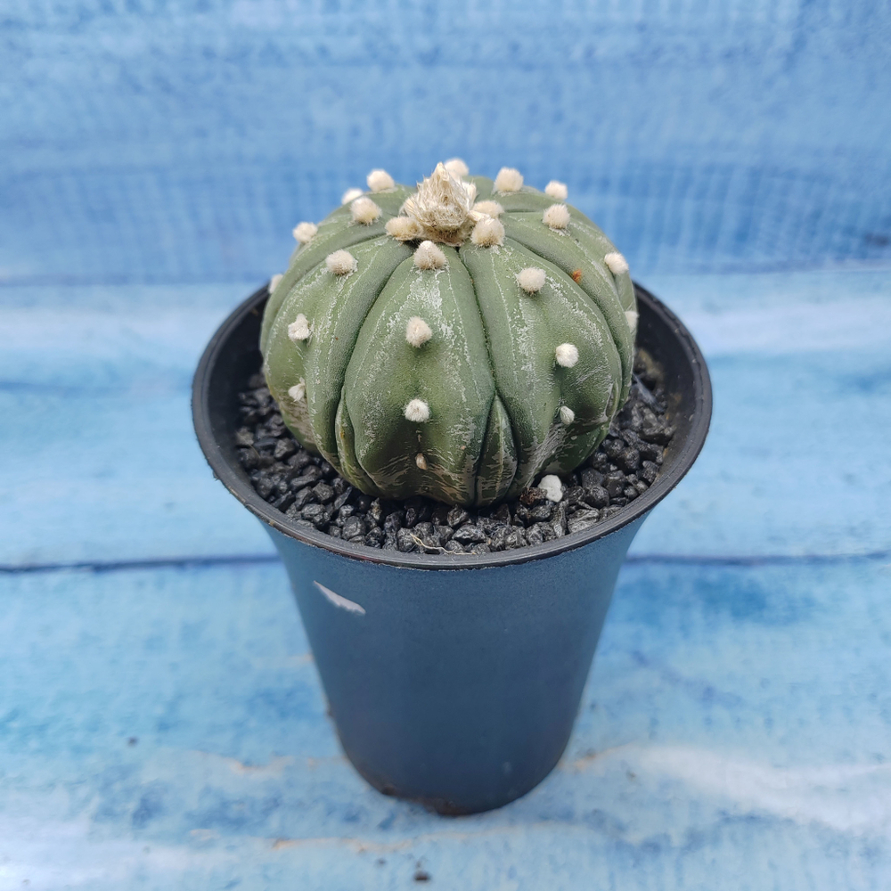 Astrophytum Asterias (Астрофитум)