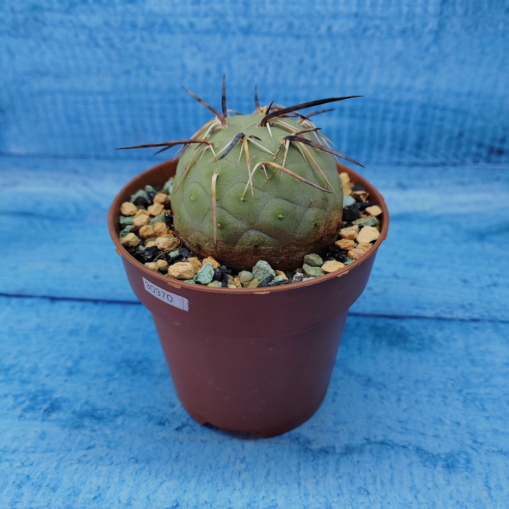 Tephrocactus Geometricus (Тефрокактус)