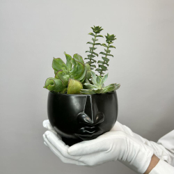 Микс суккулентов «Темное дыхание»