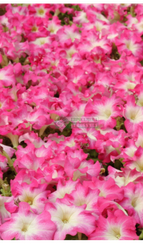 Петуния DREAMS ROSE MORN (Драже)