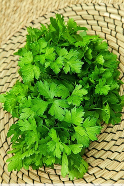 Петрушка Листовая Риалто 2г Мировые Семена VITA GREEN