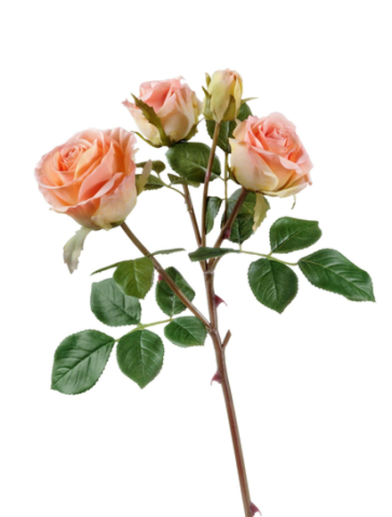Роза Флорибунда ветвь розово-персиковая, в-60 см