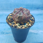Gymnocalycium Daydream (Гимнокалициум)