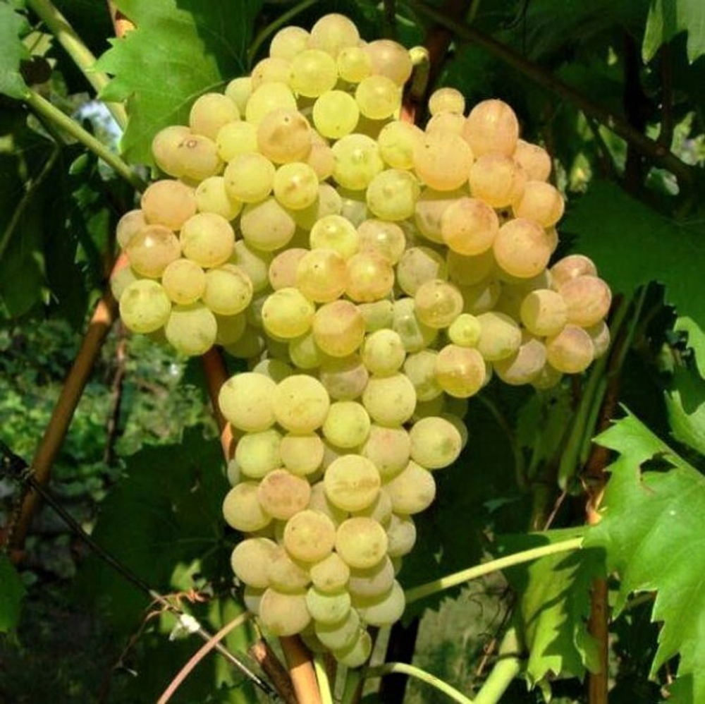Виноград Кишмиш 342 1шт