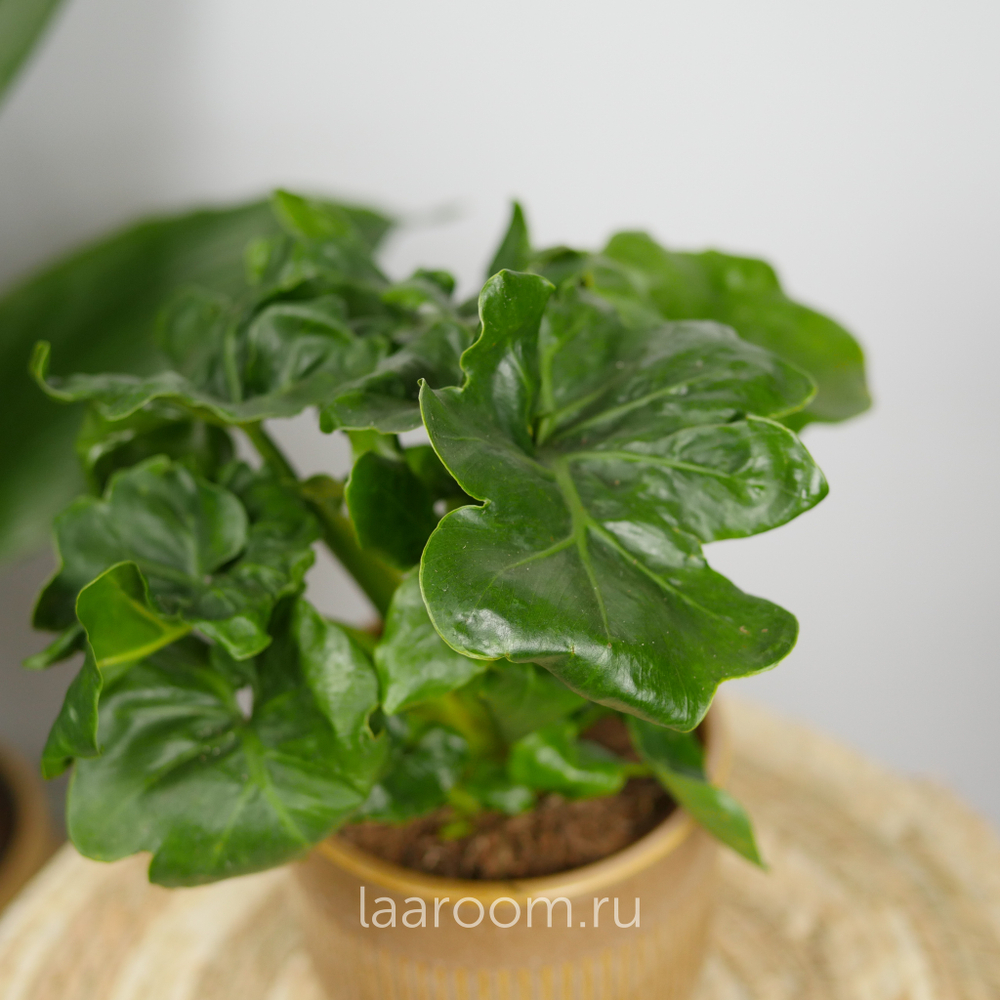 Филодендрон Атом 12/30