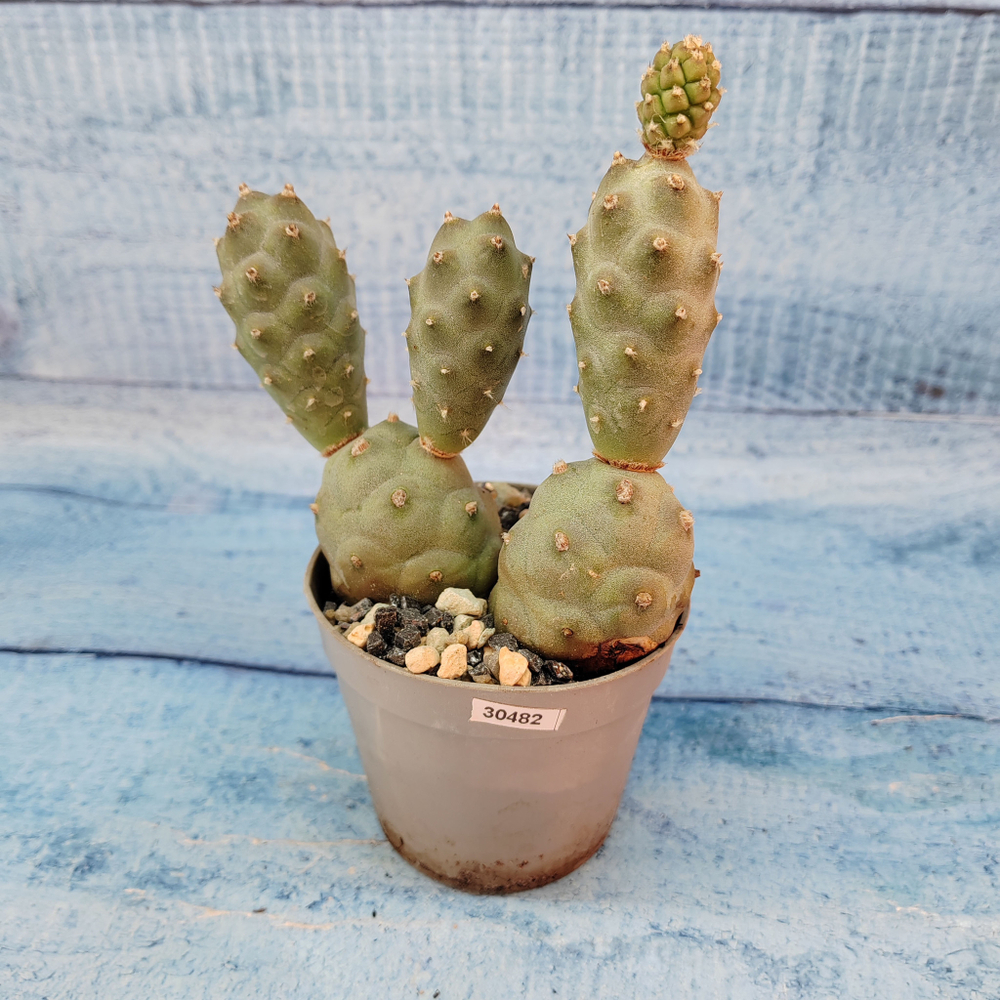 Tephrocactus Articulatus (Тефрокактус)