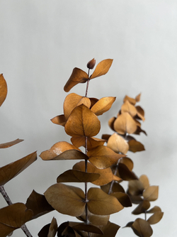 Эвкалипт Цинерия стабилизированный оранжевый