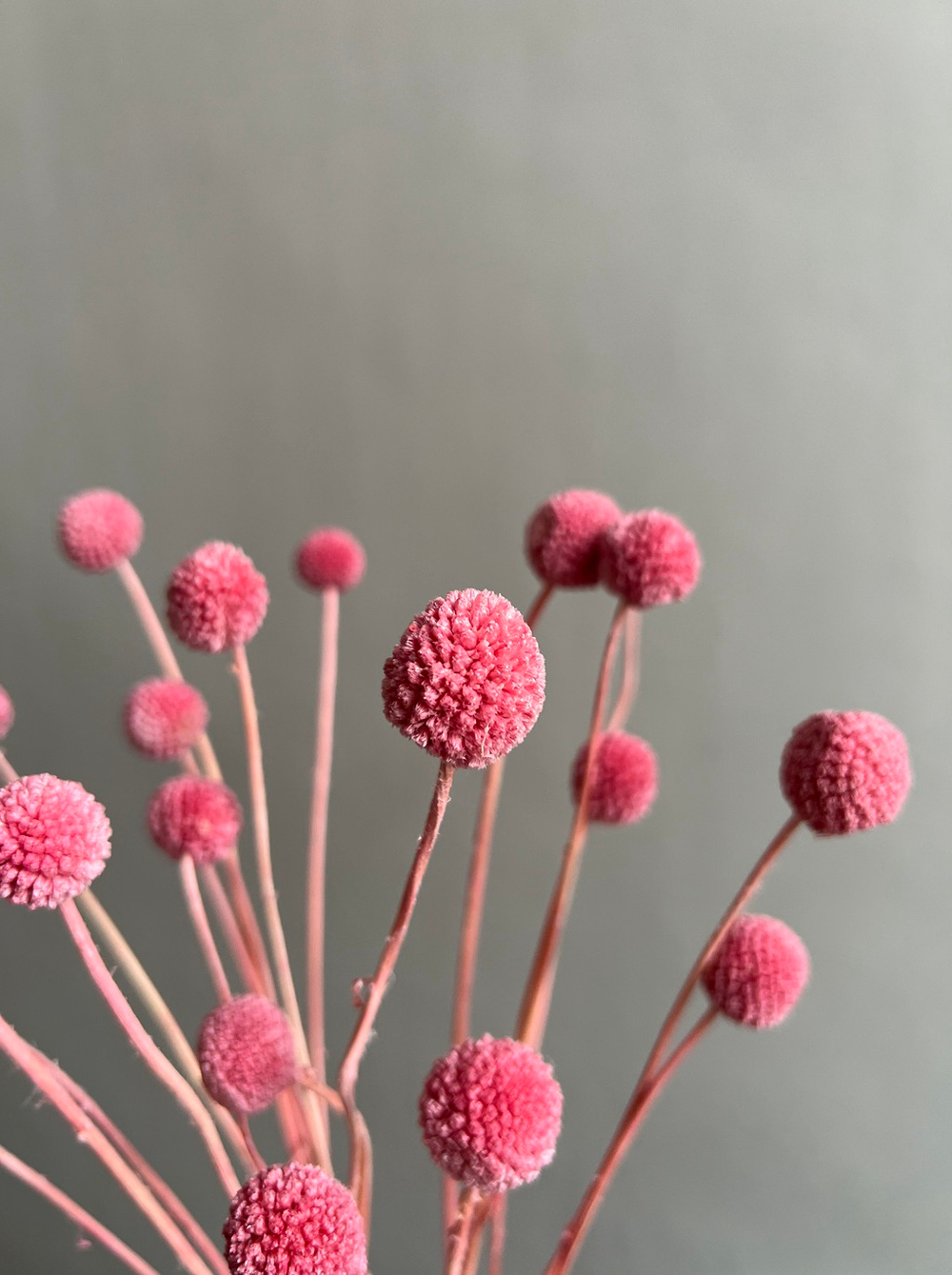 Краспедия стабилизированная коралловая (упак 20 шт)