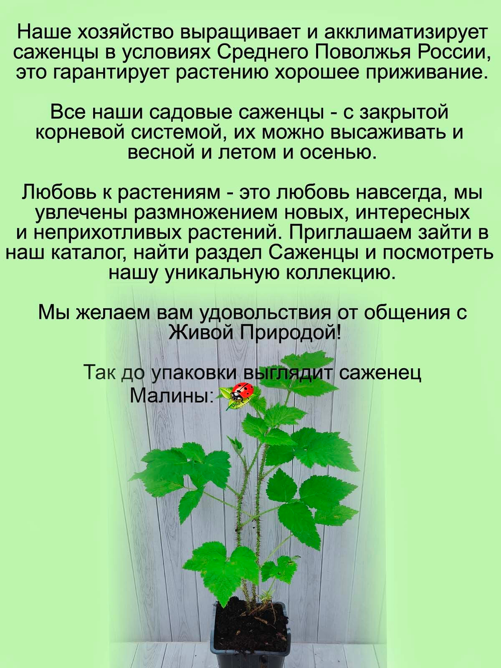 Малина Маравилла