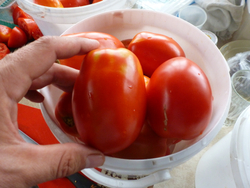 Помидоры - Amos Coli - Амос Коли