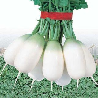 Редька Эйс Спринг F1 50 (семян)