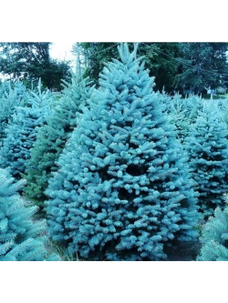 Ель Голубая Неон, Семена, 20 шт