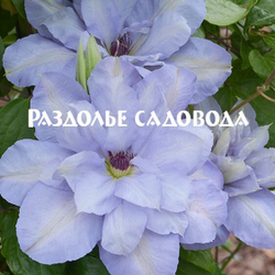 Клематис крупноцветковый Блю Котильон