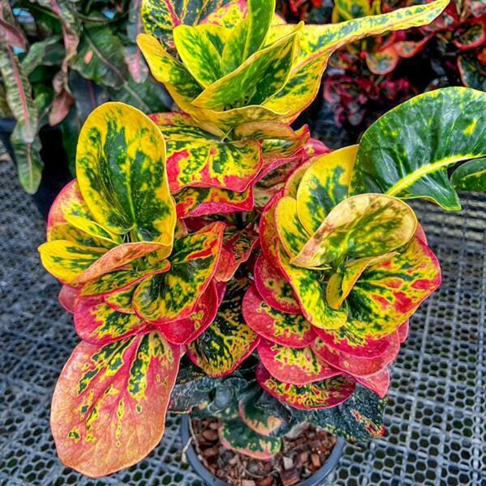 Кротон SAP PERM POON