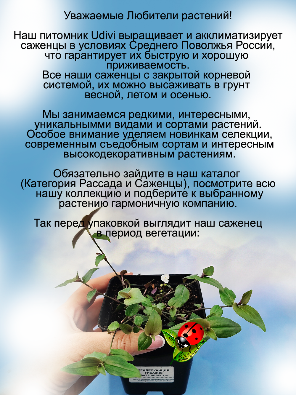 Традесканция Гибазис Фата невесты