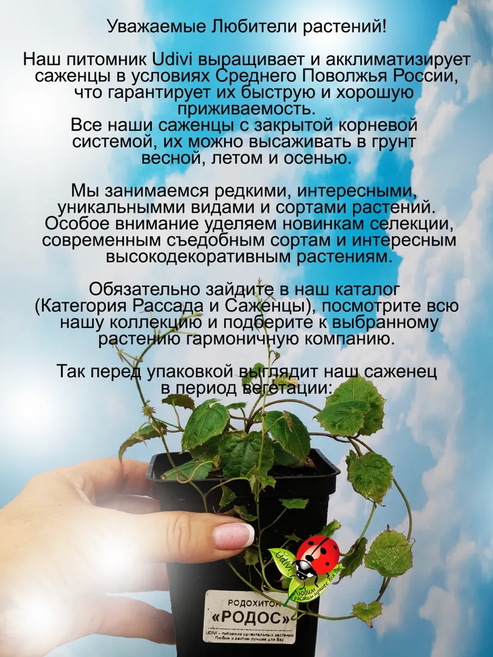 Рододендрон Нова Зембла морозостойкий