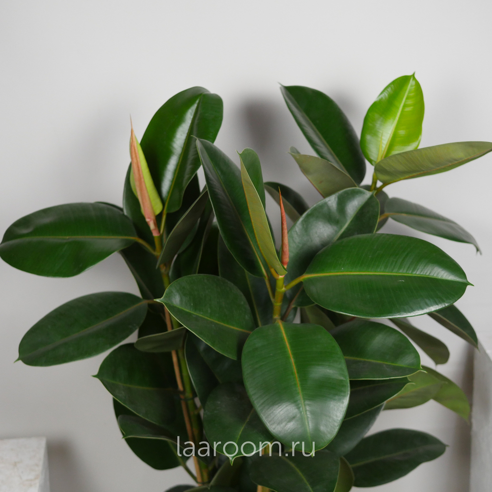 Фикус эластика Робуста 3 ств 27/120