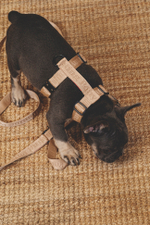 Шлейка "Пони-Компаньони" Бежевый