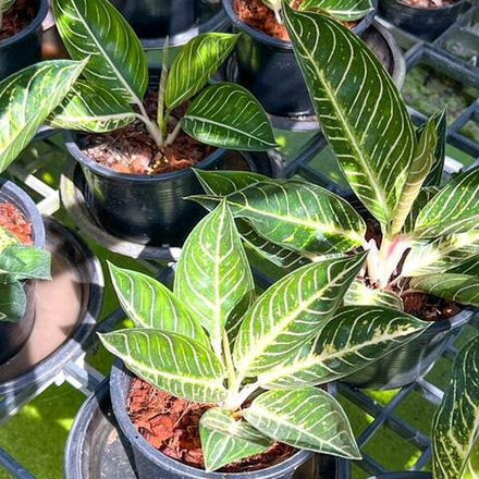 Аглаонема SUMATRA WHITE