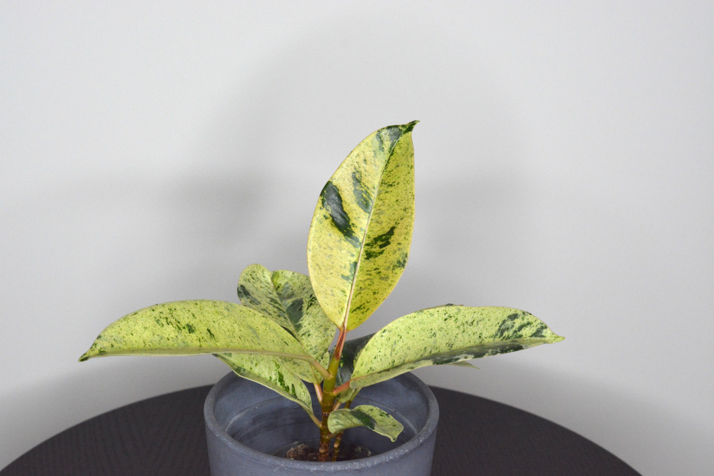 Фикус Шривериана / Ficus Schrijveriana