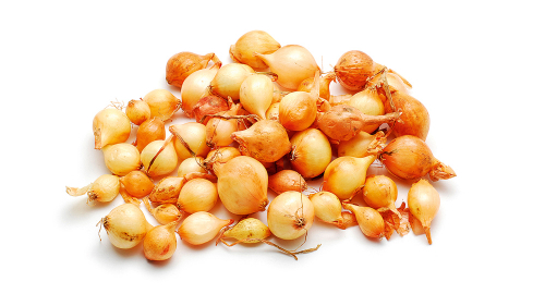 ЛУК мелкий Геркулес