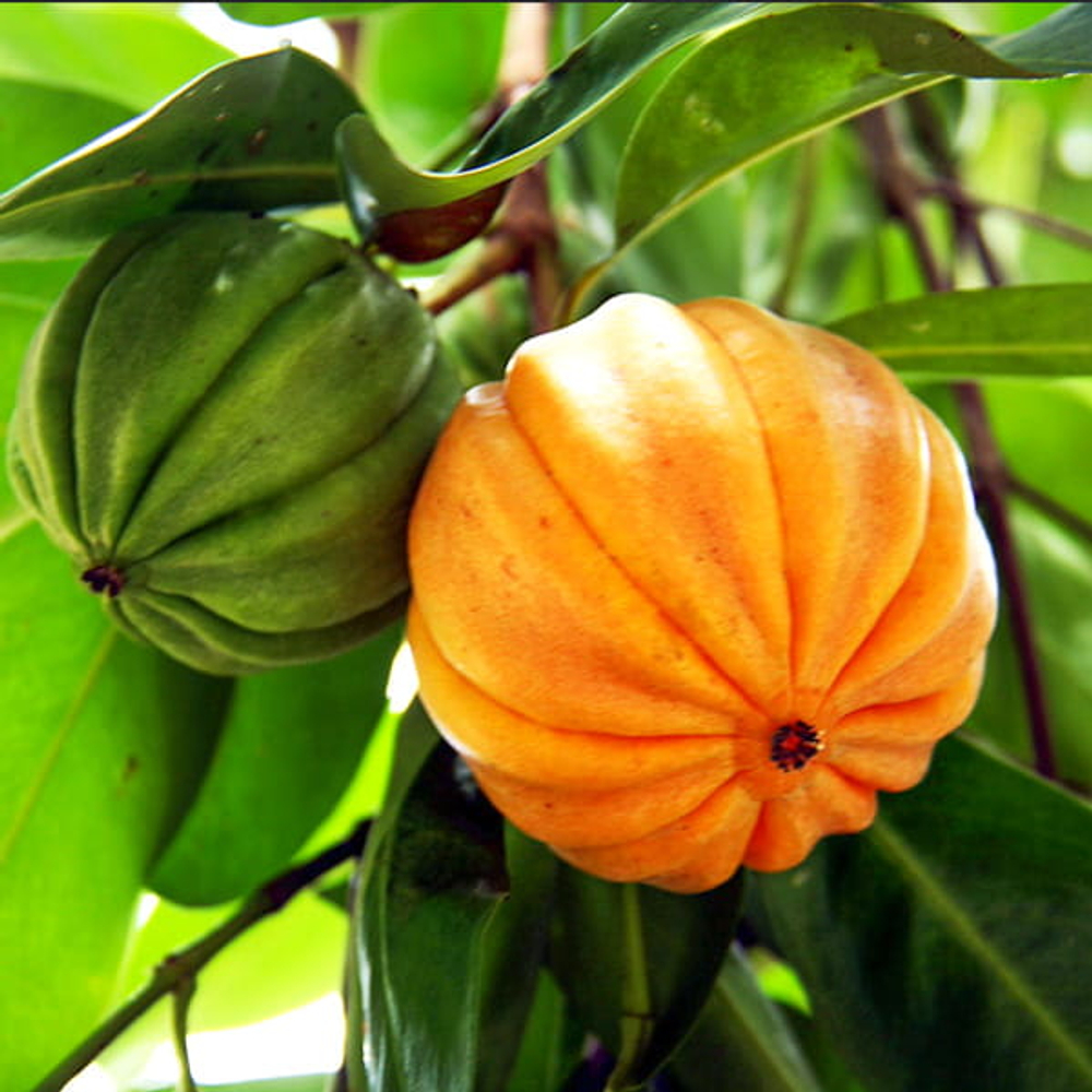 Гарциния кова – Garcinia cowa