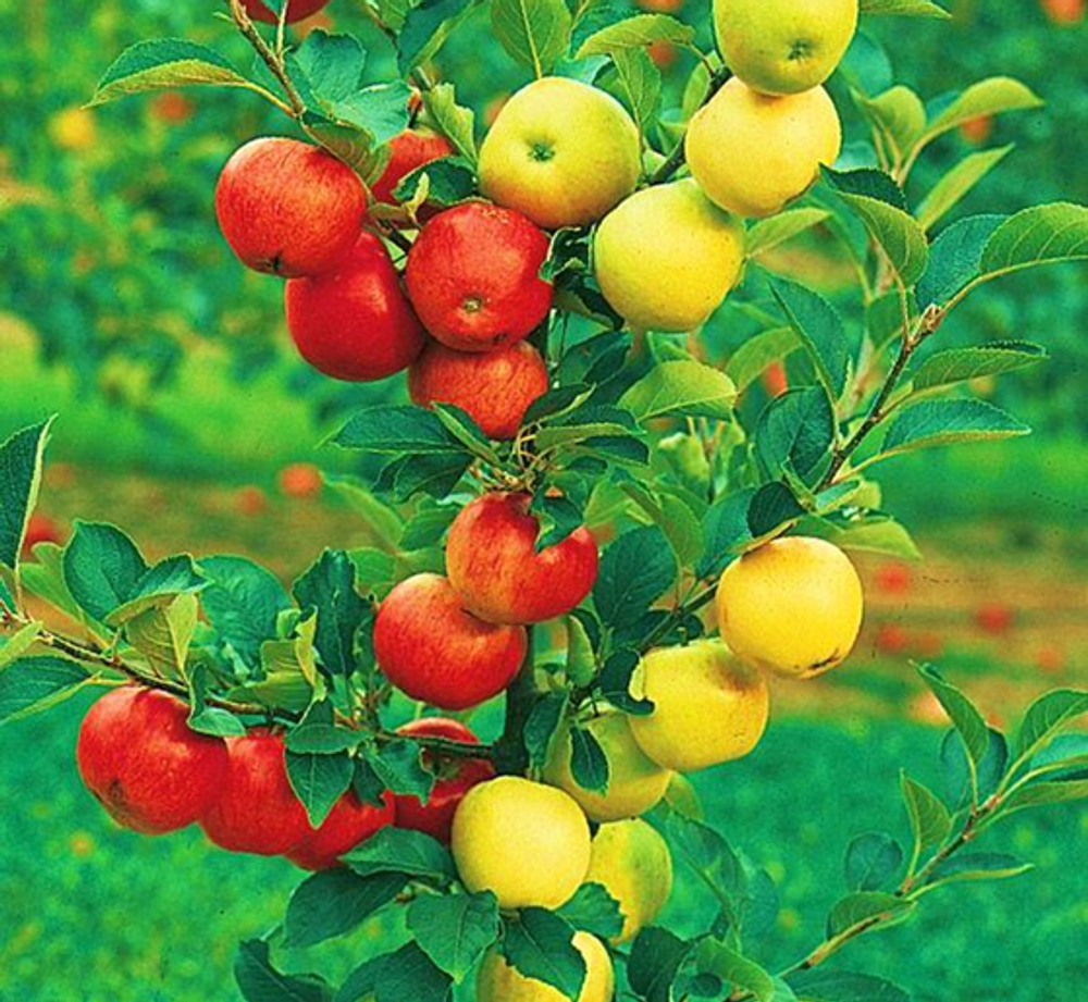 Дерево сад - яблоня, груша или слива