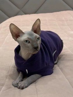 Одежда свитер для сфинксов кошек
