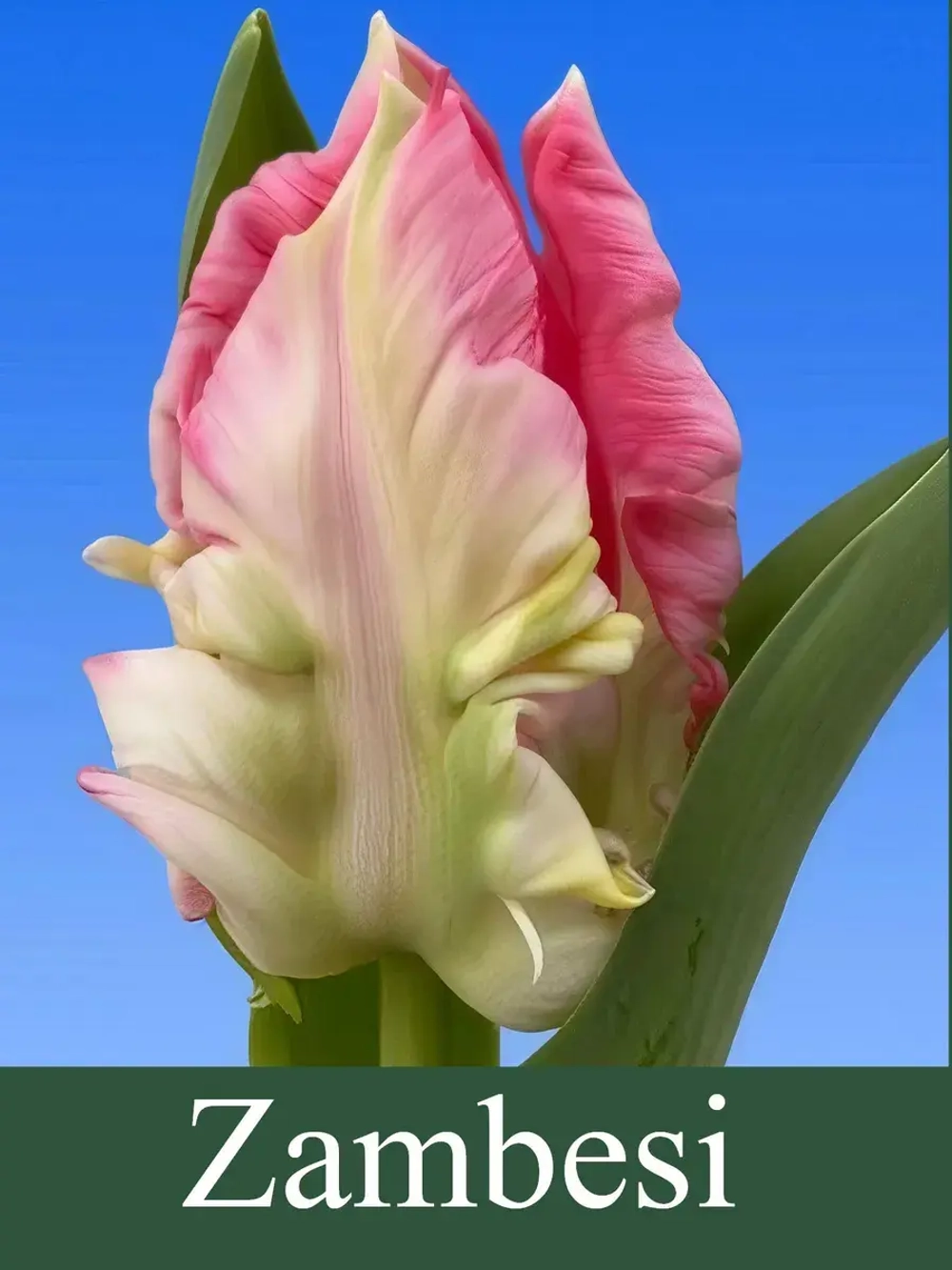 Тюльпаны Zambesi 3 шт, набор луковиц