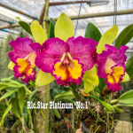 Орхидея ринхолелиокаттлея RLC. STAR PLATINUM #1