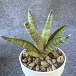 Сансевиерия TOUCH DOW