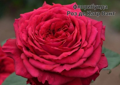 РОЗ ДЕ КАТЕР ВАНТ