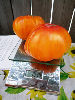 Помидоры Mortgage Lifter Yellow