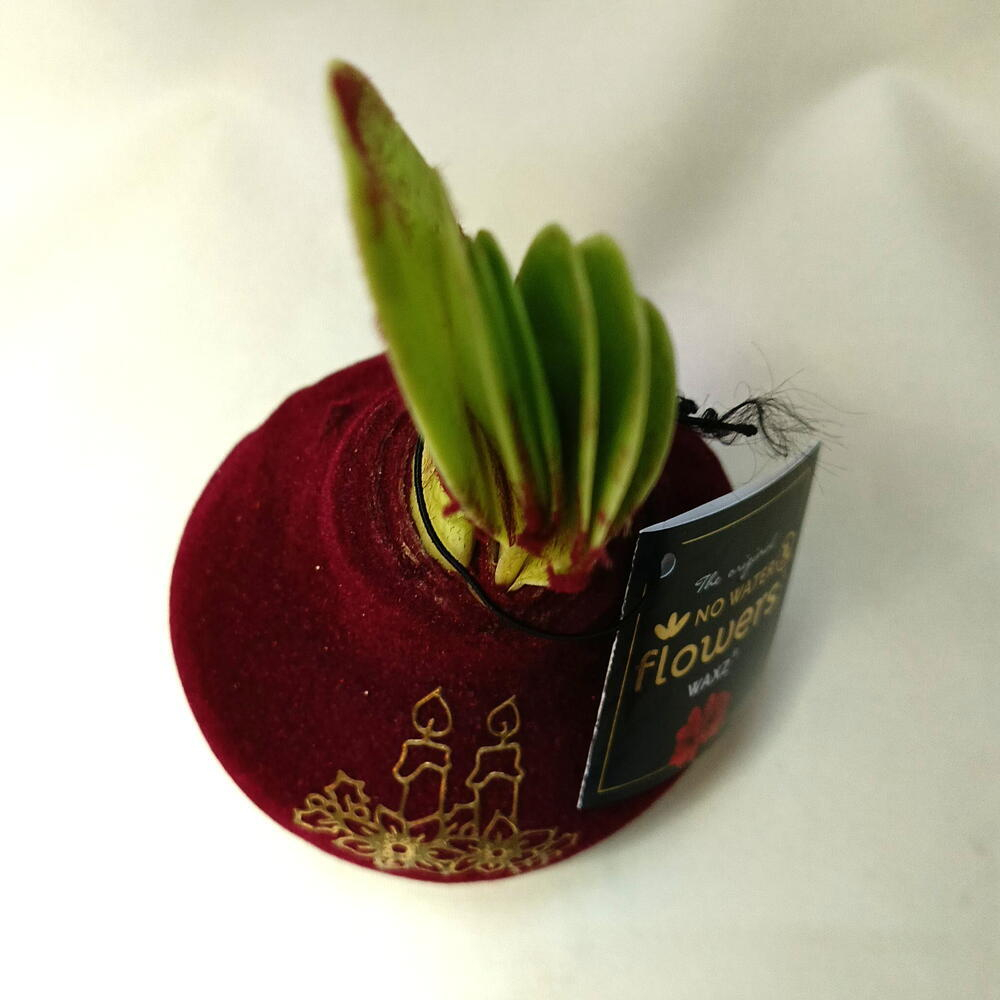 Новогодняя Луковица амариллиса в бархатном воске