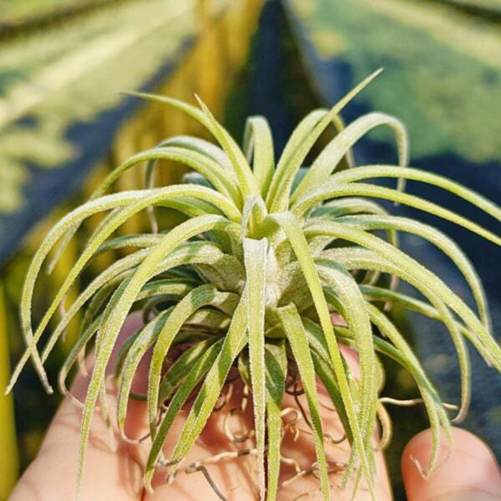 Тилландсия ionantha Curly Leaf L