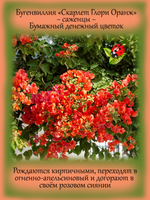 Бугенвиллия Скарлет Глори Оранж