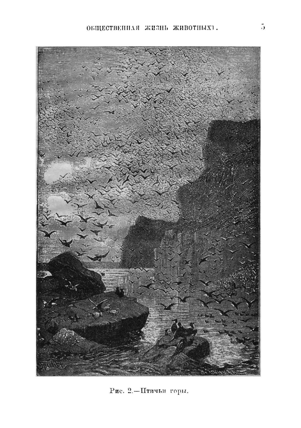 Общественная жизнь животных | Лункевич Валериан Викторович