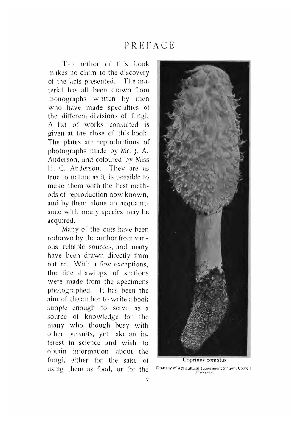 The mushroom book | Nina Lovering Marshall