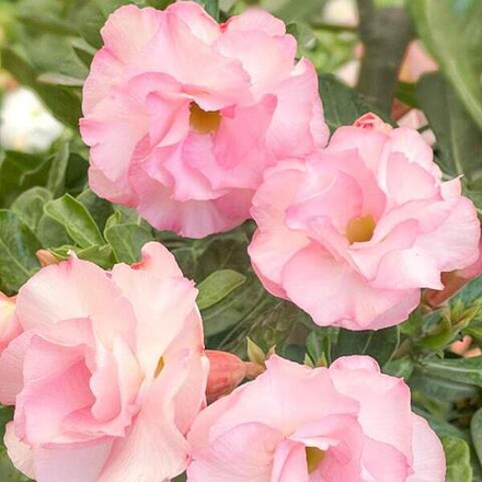 Адениум MELODY