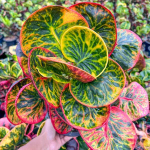 Кротон TALING CHAN