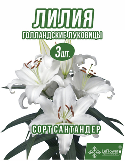 Лилия Луковица, Сантандер, 3 шт