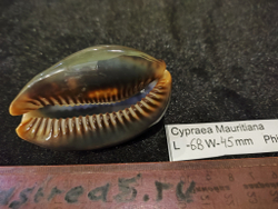 Ципрея Мавритания