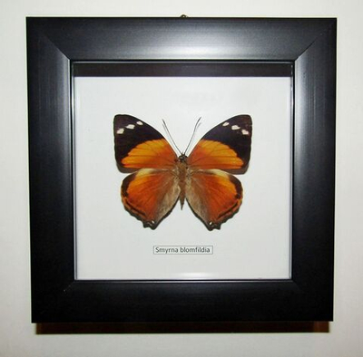 Бабочка Smyrna blomfidia в рамке